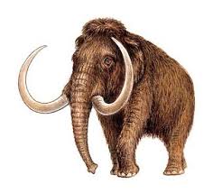 mamut.jpg