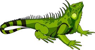 iguana.jpg